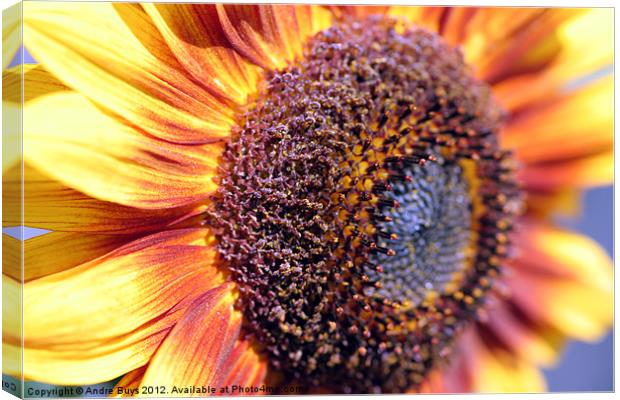 Sunflower Canvas Print by Andre Buys