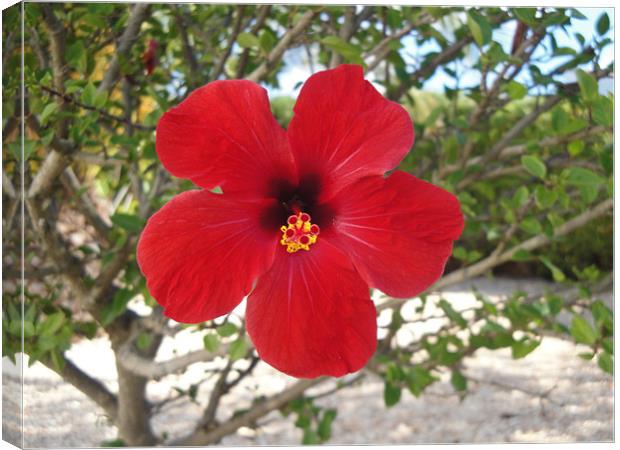 Hibiscus in Bloom Canvas Print by Andy Gilfillan