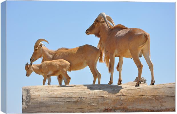 Mountain goats Canvas Print by Ahmed Shaker