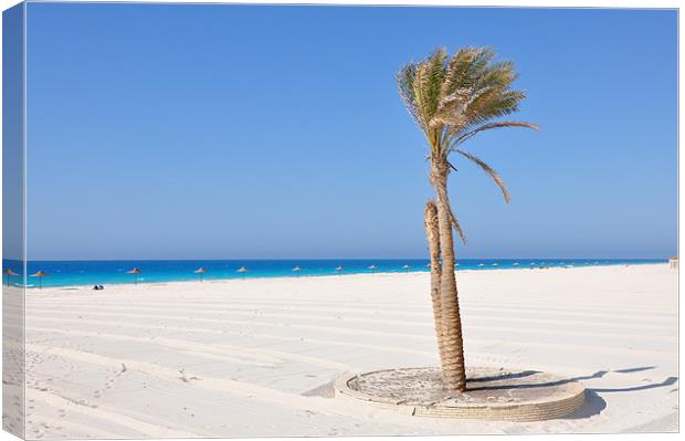 Palm trees on the beach Canvas Print by Ahmed Shaker