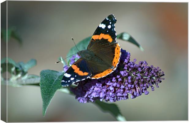 Red Admiral Canvas Print by Vicky Mitchell