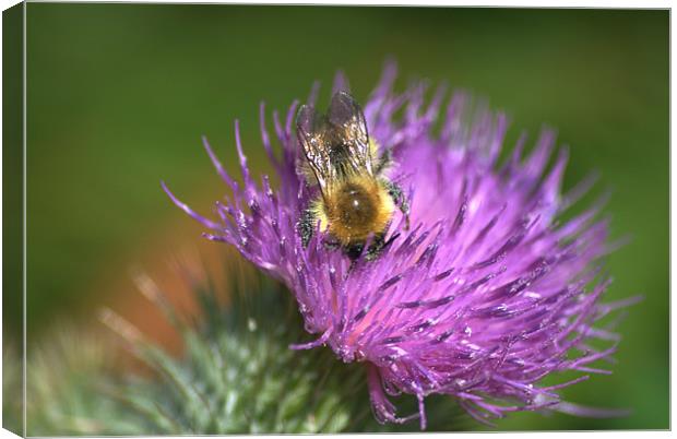 Bee on Purple Thistle Canvas Print by Vicky Mitchell