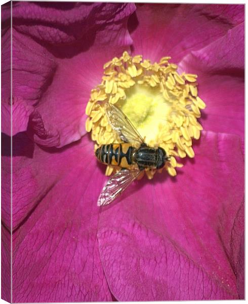 Hoverfly Canvas Print by Vicky Mitchell