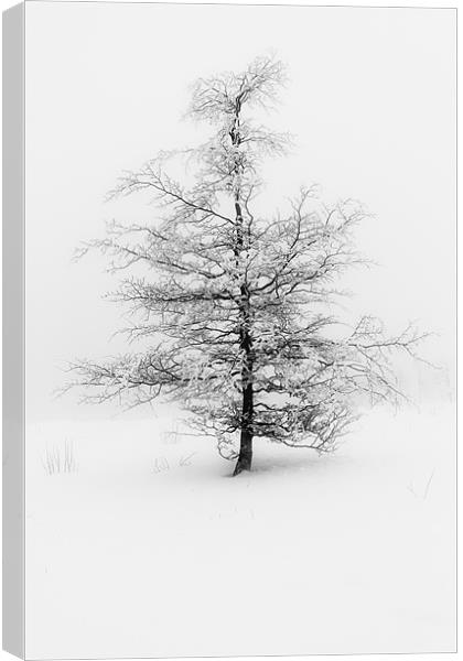 Fog and Tree Canvas Print by Brian O'Dwyer