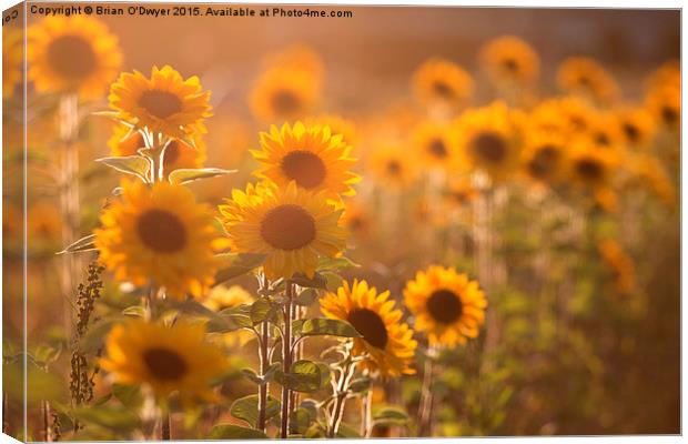  Sunflower Sunset Canvas Print by Brian O'Dwyer
