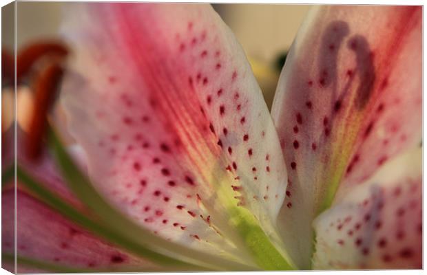 Pink Lilly Close-up Canvas Print by Becs Mason