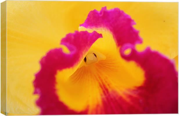 Brightly coloured Orchid flower Canvas Print by Becs Mason