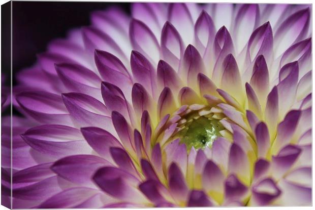 Peeping Chrysanthemum purple flower Canvas Print by Becs Mason
