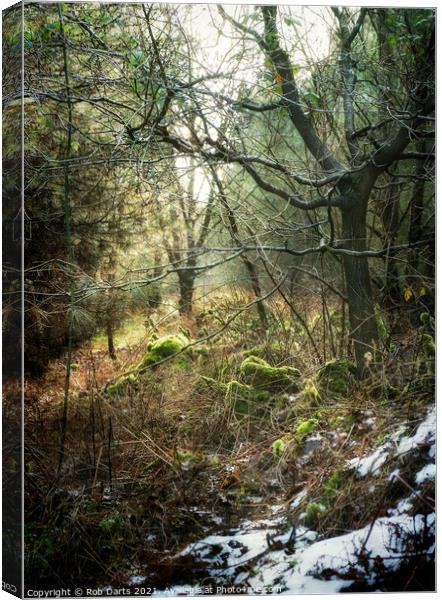 Forest Impressions Canvas Print by Rob Darts
