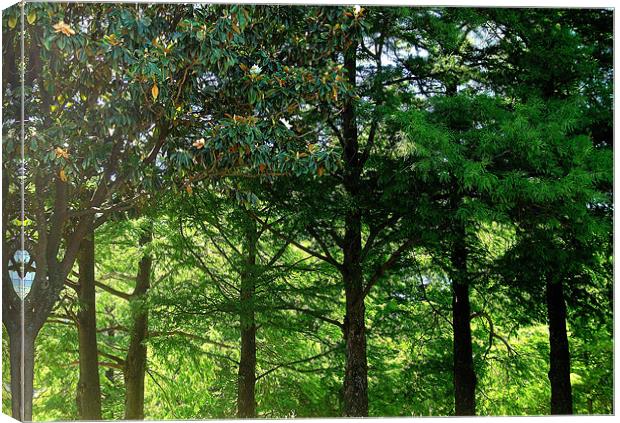Tree woodland Canvas Print by caren chapman