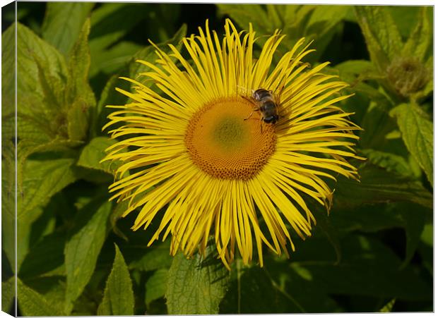 Bee my Sunflower Canvas Print by James Boler