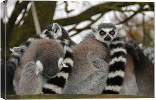 Ring Tailed Lemur Canvas Print by Mark Lee