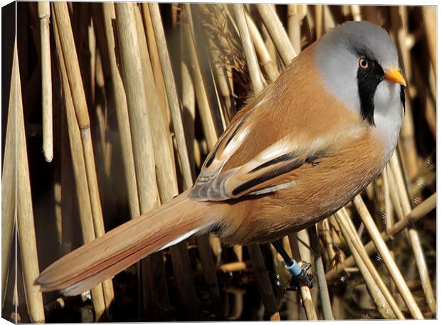 Bearded Tit Canvas Print by Mark Lee