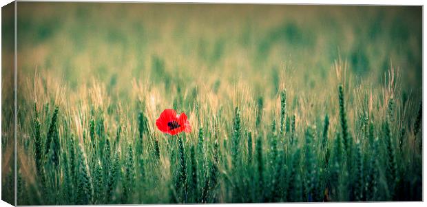 One red poppy Canvas Print by Paul Simpson