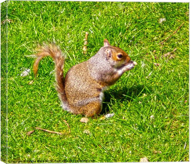 Baby Squirrel 1 Canvas Print by Emma Ward