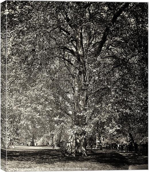 huge tree 2 Canvas Print by Emma Ward