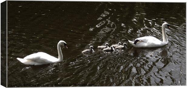 7 swans swimming Canvas Print by Emma Ward