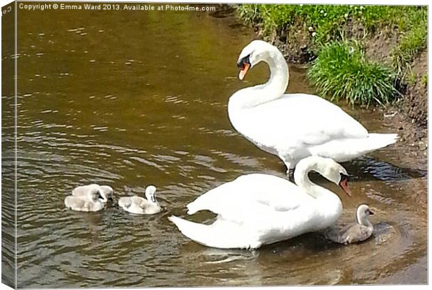 The Swan Family Canvas Print by Emma Ward