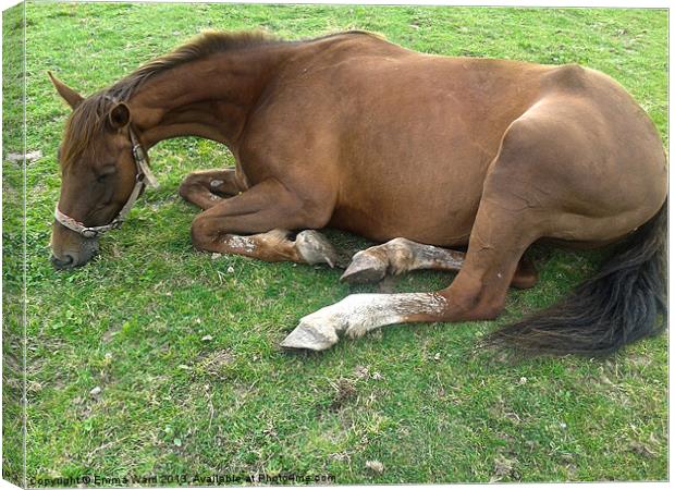 resting horse 1 Canvas Print by Emma Ward