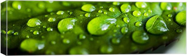 leaf drops Canvas Print by kevin johnson