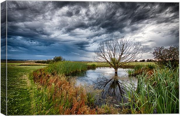 Waterlogged Tree Under A Storm Cloud Canvas Print by Nigel Jones