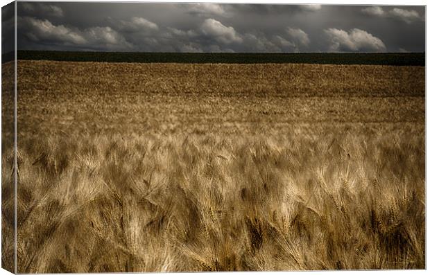 Field of the Cloth of Gold Canvas Print by Nigel Jones