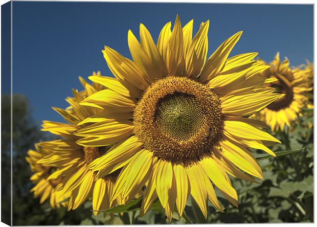 Sunflowers Under A Clear Blue Sky Canvas Print by Nigel Jones