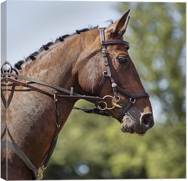 Horsey Magnificence Canvas Print by Nigel Jones