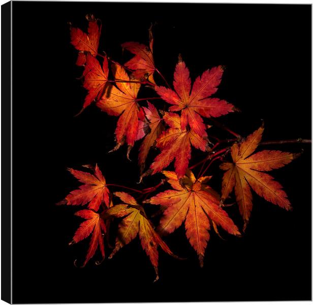 Autumn Fire Canvas Print by Nigel Jones