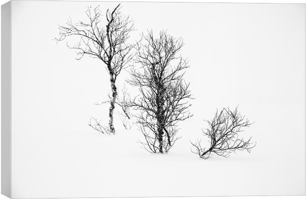  White Out Trees Canvas Print by Nigel Jones