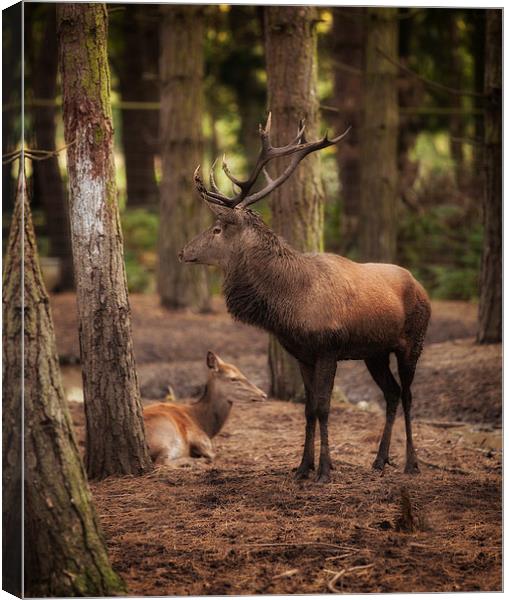  Stag and Hind In The Woods Canvas Print by Nigel Jones