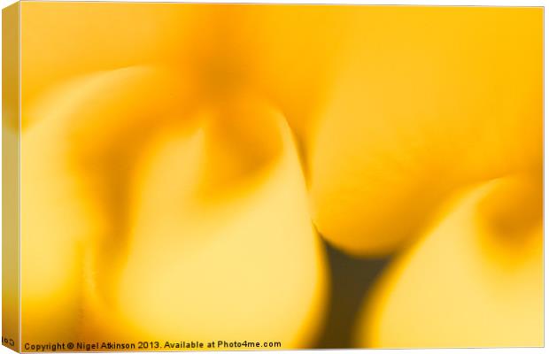 Soft Gorse flowers Canvas Print by Nigel Atkinson