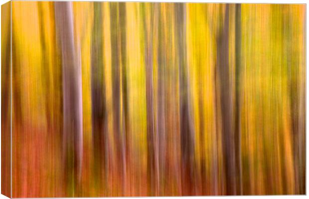 Autumn colours Canvas Print by Nigel Atkinson