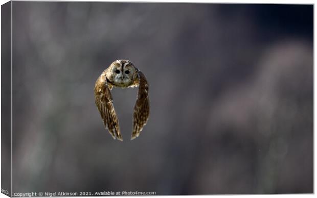 Tanwy owl (Strix aluco) in flight 2 Canvas Print by Nigel Atkinson