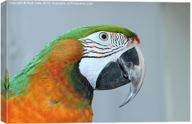 Harlequin macaw Canvas Print by Mark Cake