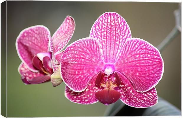 Pink orchid Canvas Print by Mark Cake