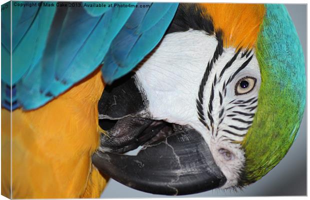 Blue & Gold macaw Canvas Print by Mark Cake