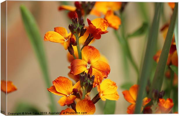 Fire orange flower Canvas Print by Mark Cake