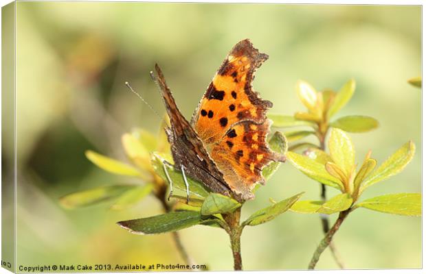 Comma Butterfly Canvas Print by Mark Cake