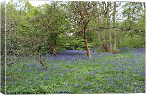Blue bell woods Canvas Print by Mark Cake