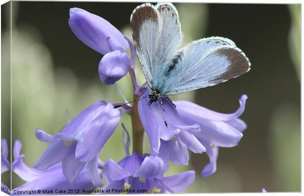 Holly Blue butterfly Canvas Print by Mark Cake