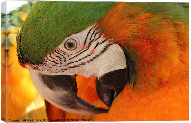 Preening macaw Canvas Print by Mark Cake