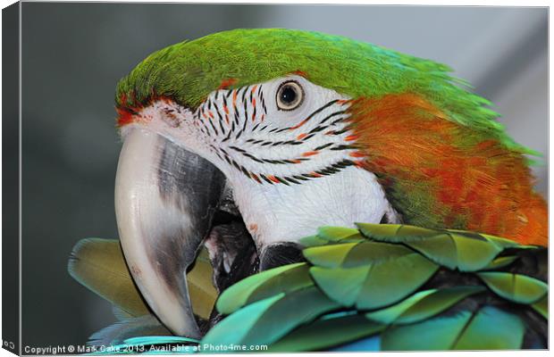 Harlequin macaw Canvas Print by Mark Cake