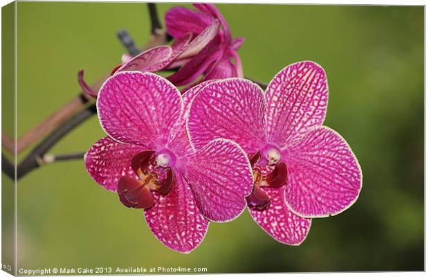 Deep pink veined orchid Canvas Print by Mark Cake