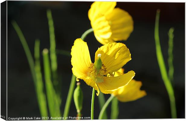 Yellow poppy and spider Canvas Print by Mark Cake