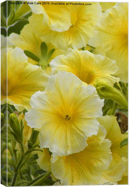 Petunia sun passion Canvas Print by Mark Cake