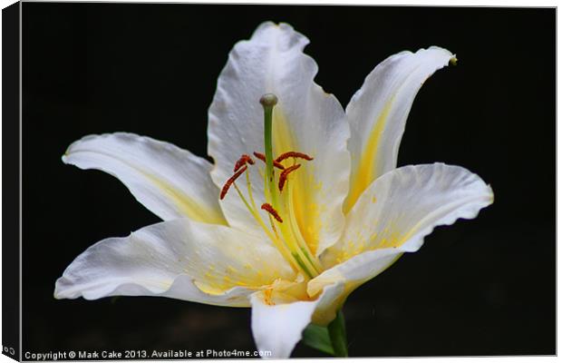 White tiger lily Canvas Print by Mark Cake