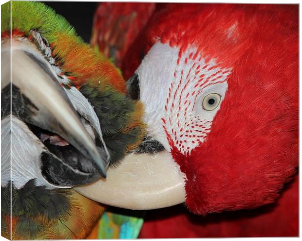 Macaws preening Canvas Print by Mark Cake