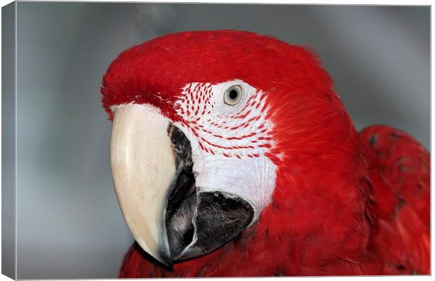 Green wing macaw portrait Canvas Print by Mark Cake