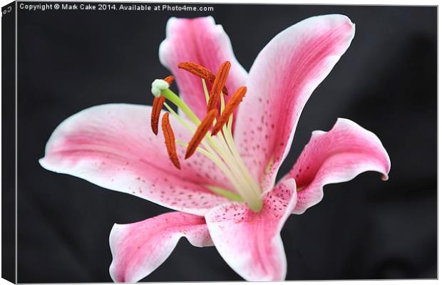  Pink and white splender Canvas Print by Mark Cake